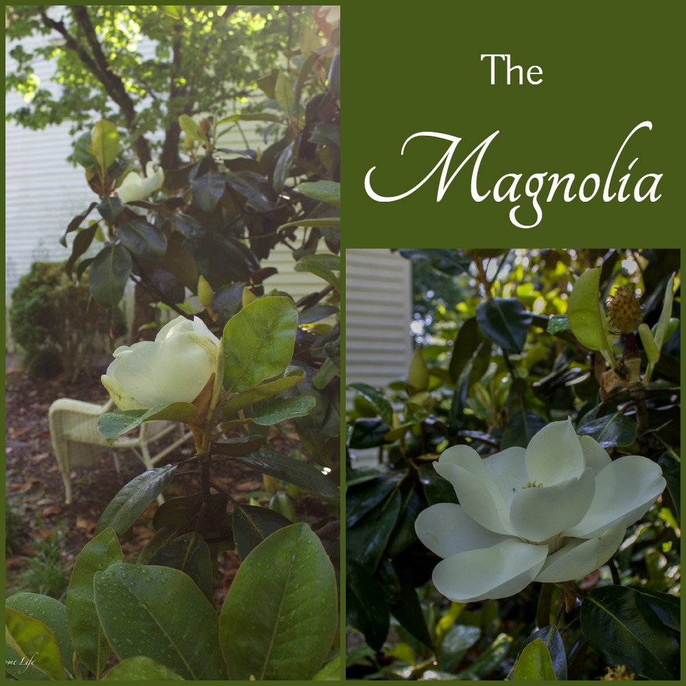 magnolia collage