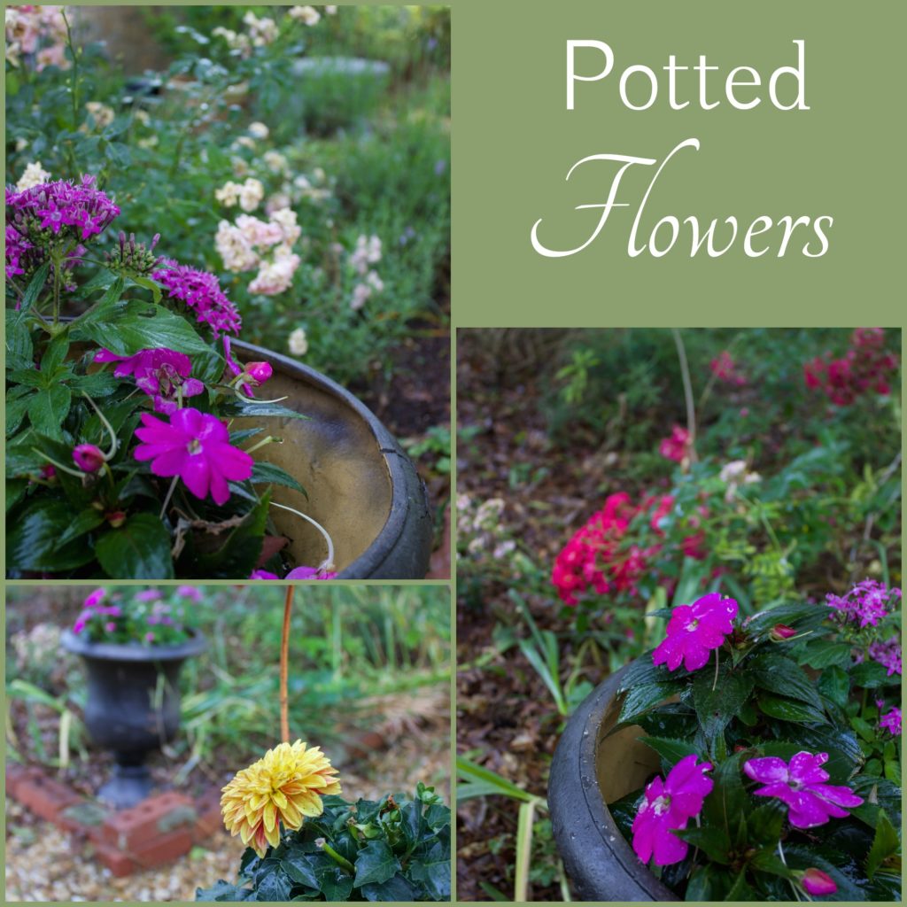 potted flowers collage