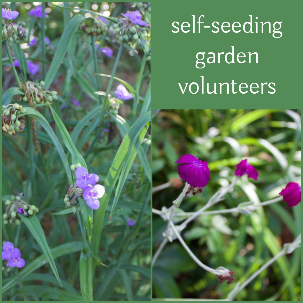 self-seeding garden volunteers
