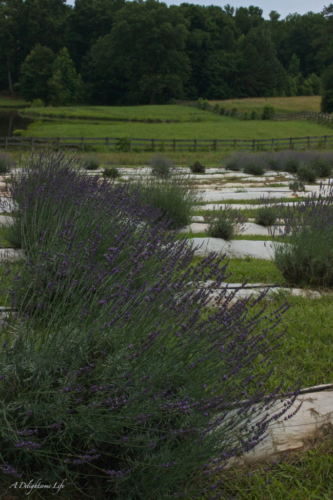 Lavender Farm-21