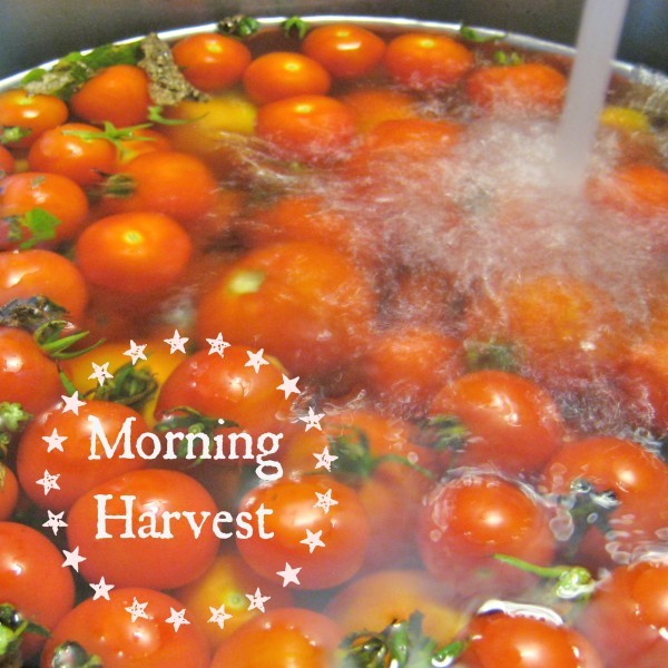 morning-harvest-tomatoes-600x600