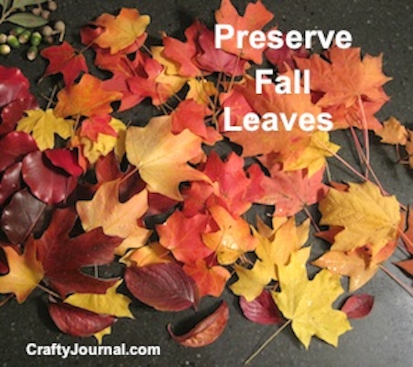 preserve-fall-leaves-01wb