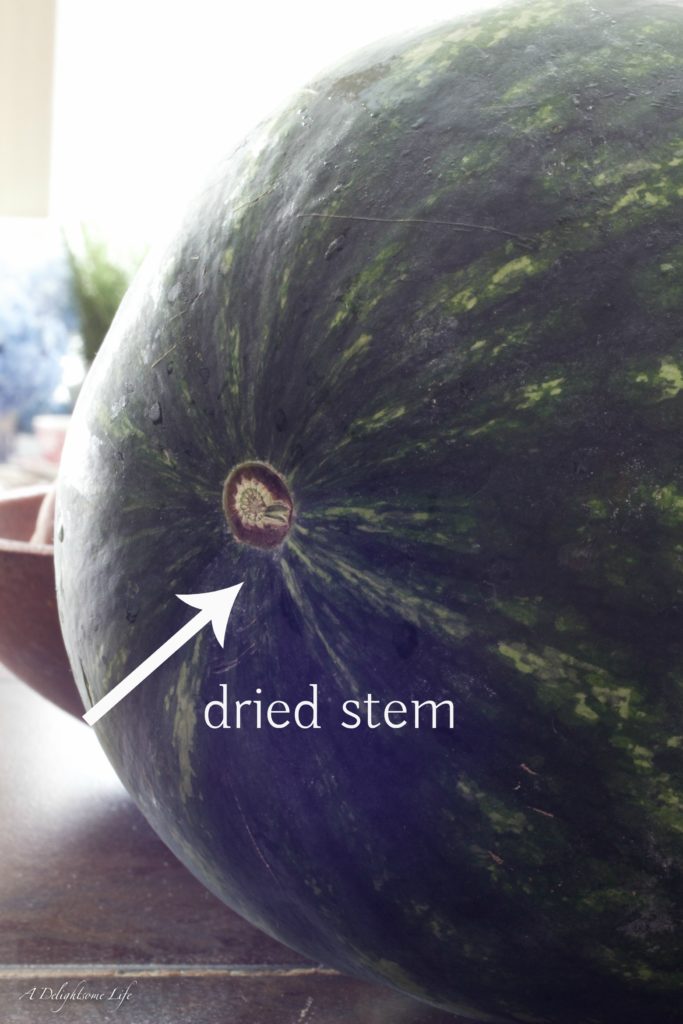 How to Pick a Good Watermelon look for a dried stem