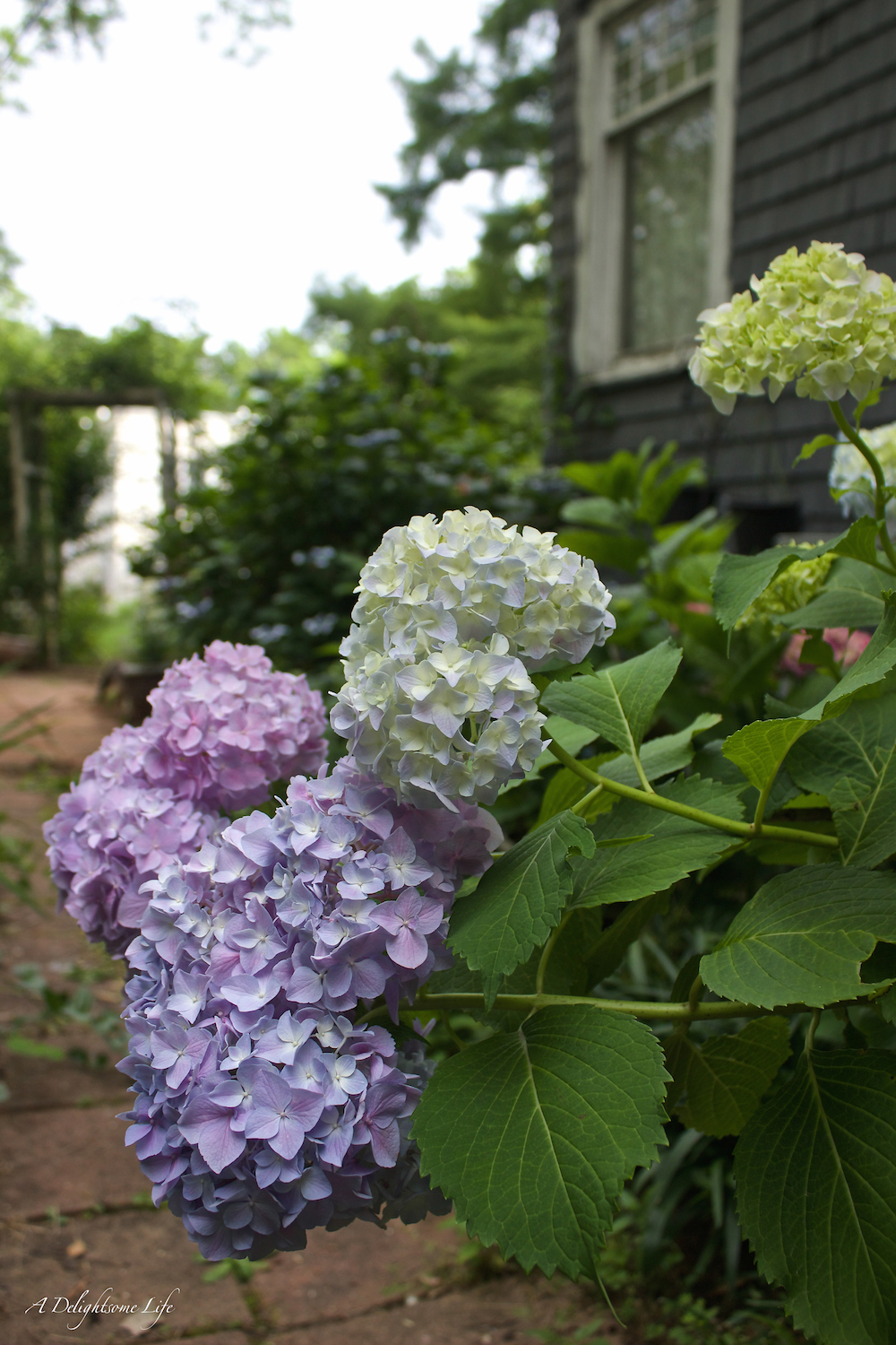 Hydrangeas in your Cottage Garden