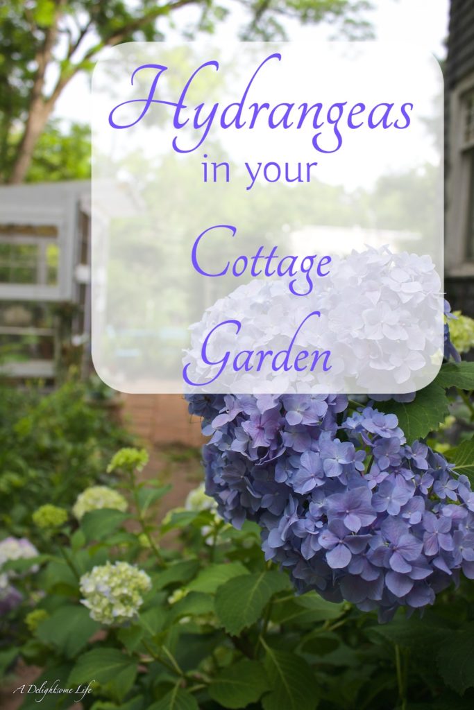 Hydrangeas in your Cottage Garden