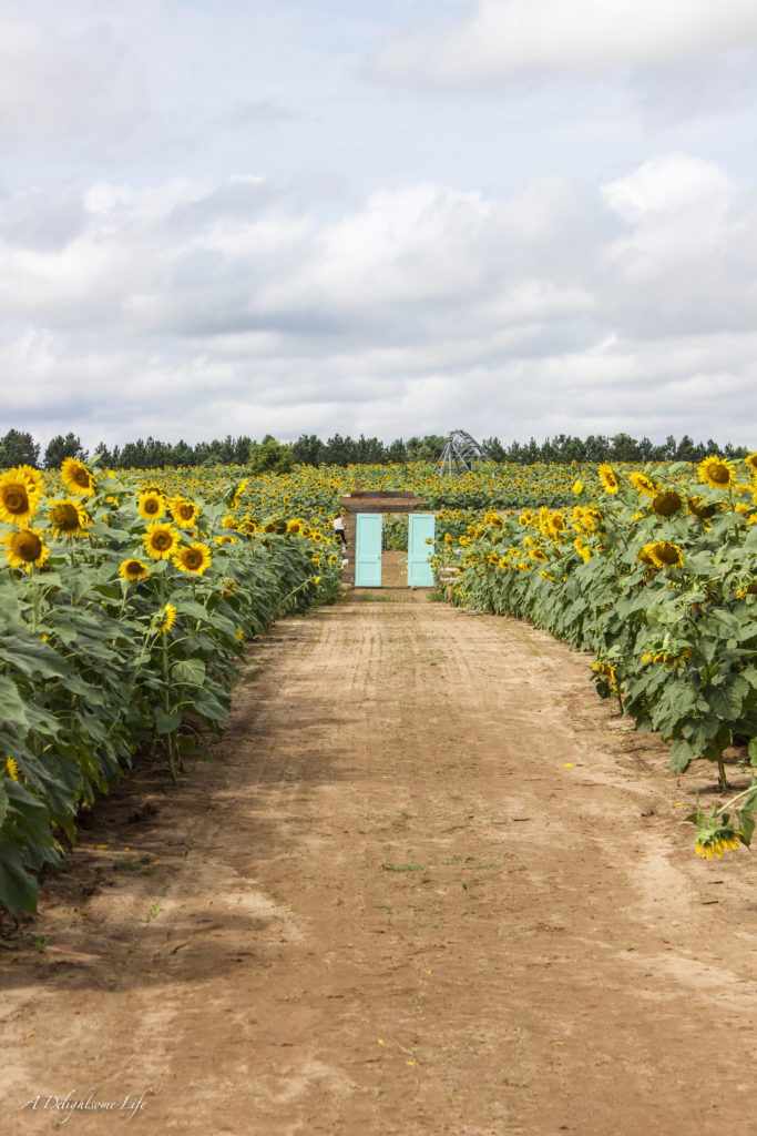 Vintage doors create a dramatic pause for the bride to enter the ceremony area....our daughter's wedding in a sunflower field