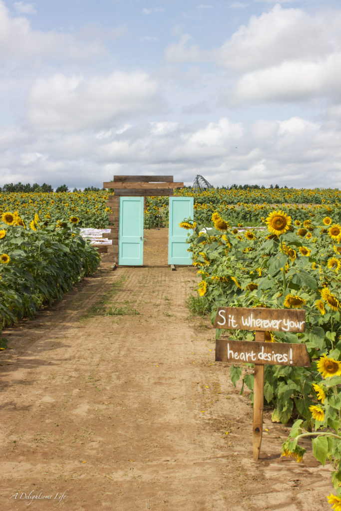 Our son-in-law built this frame to hold these vintage doors...part of our daughter's vision of her wedding in a sunflower field