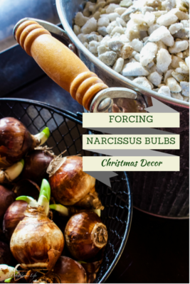 Forcing Narcissus Bulbs for Rustic Christmas Decor
