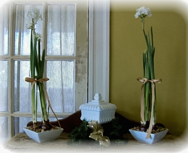 forcing-narcissus-for-christmas-decor-26