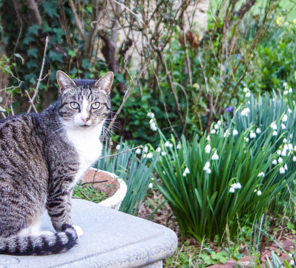 Spring Home Tour - spring in the garden with my cat #springgarden #springhometour #garden #cat