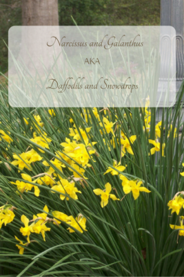The Reliable Narcissus and Galanthus AKA Daffodils and Snowdrops