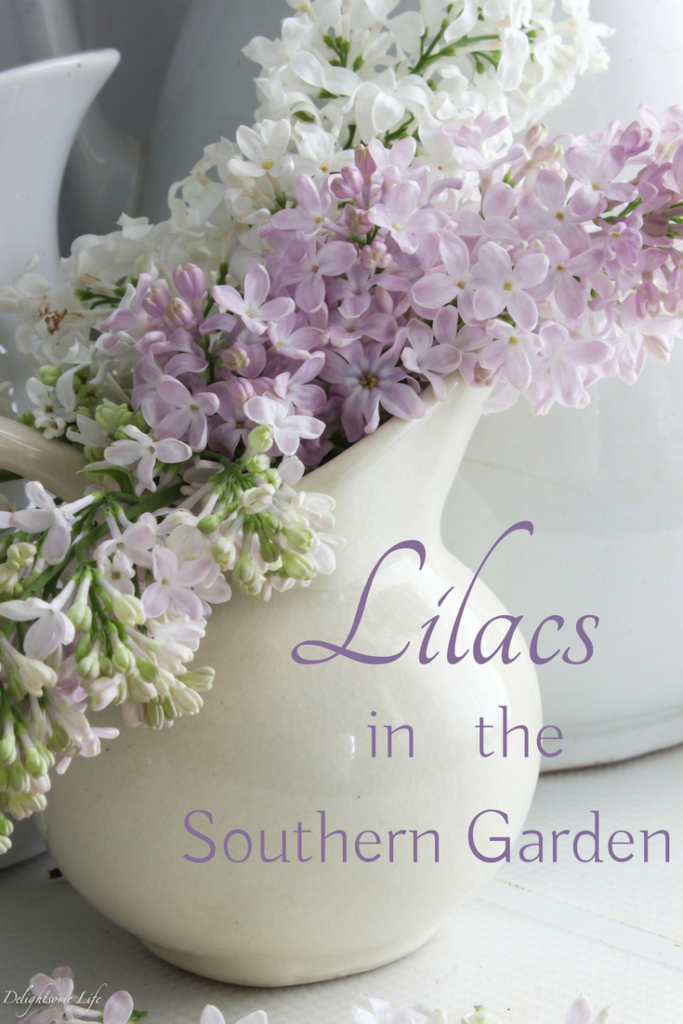Lilacs in the Southern garden. It's worth the risk! Here's what I'm doing to bring these fragrant blooms to my garden.