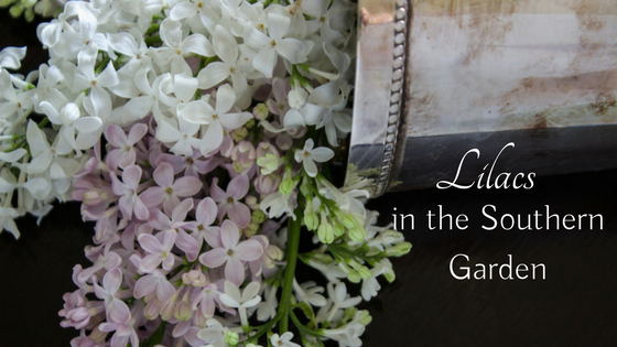 Lilacs in the Southern garden are worth the risk. Here's what I'm doing to bring them to my garden