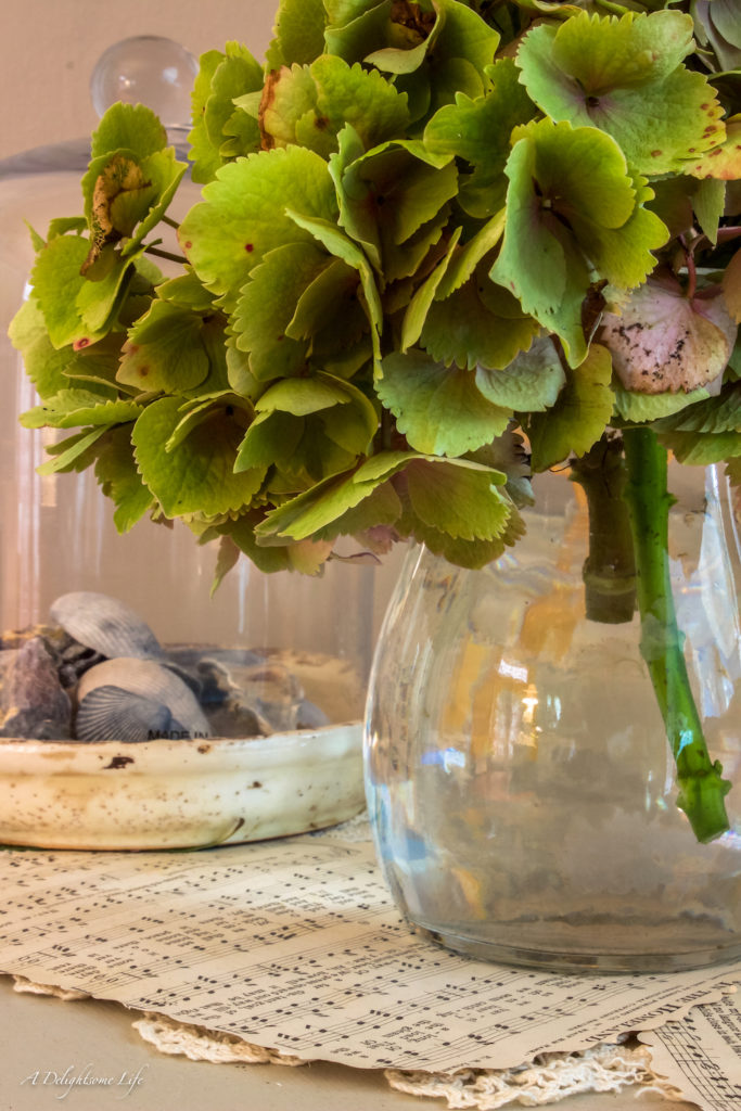 How to enjoy and preserve your beautiful Hydrangea