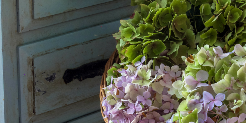 How to Enjoy and Preserve Your Beautiful Hydrangea