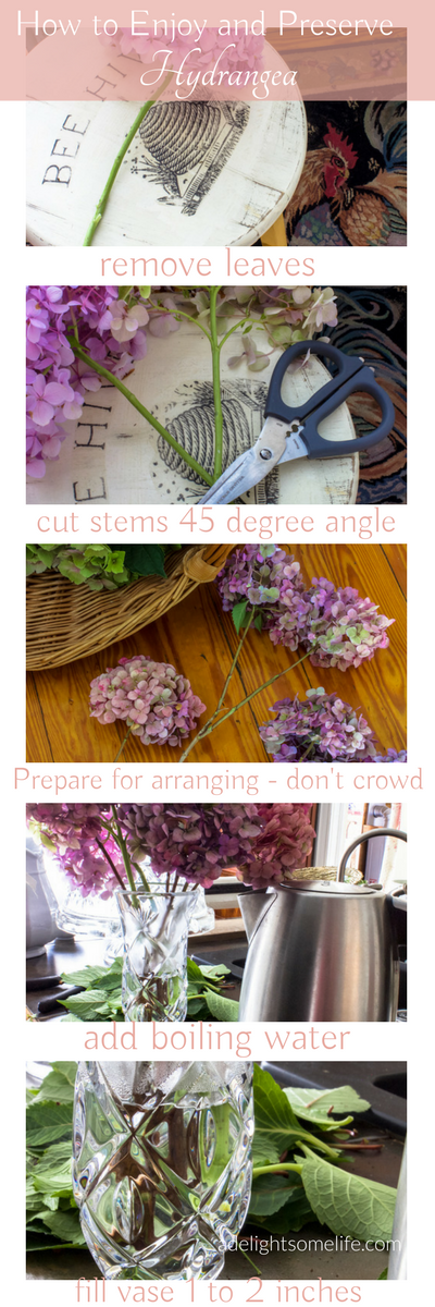How to enjoy and to preserve your lovely Hydrangea