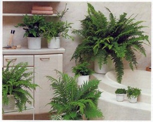 fern indoor plants