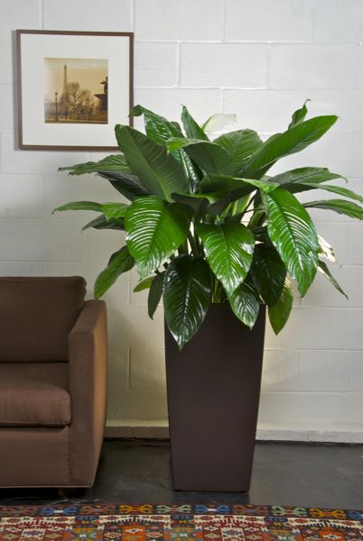 The beautiful Peace Lily