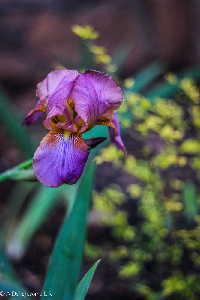 Spring Iris on A Delightsome Life