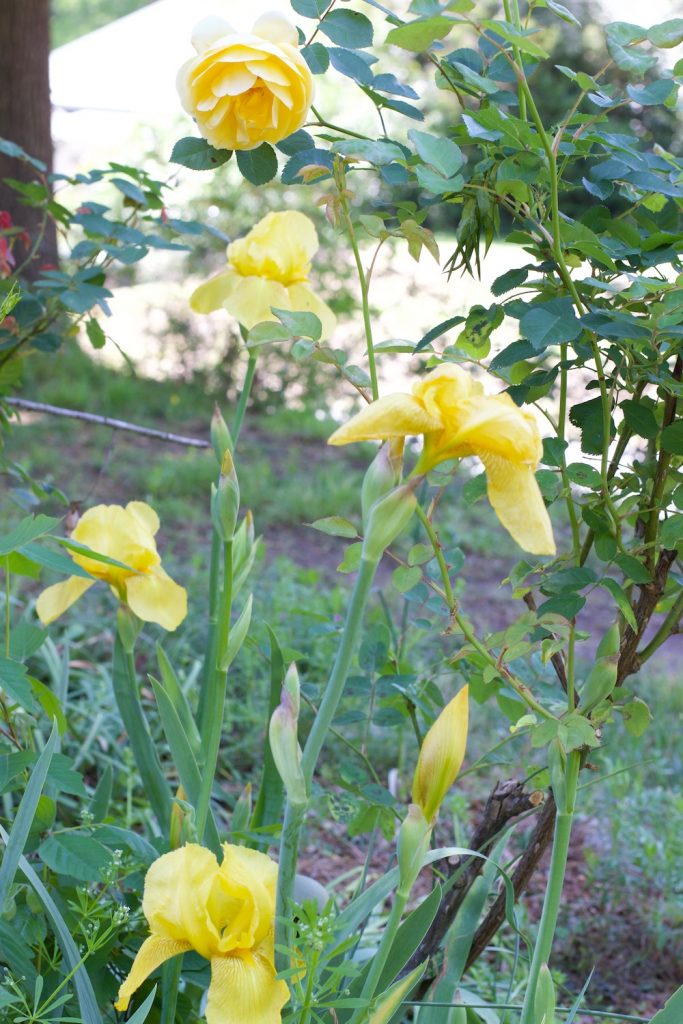 yellow Iris and yellow Roses