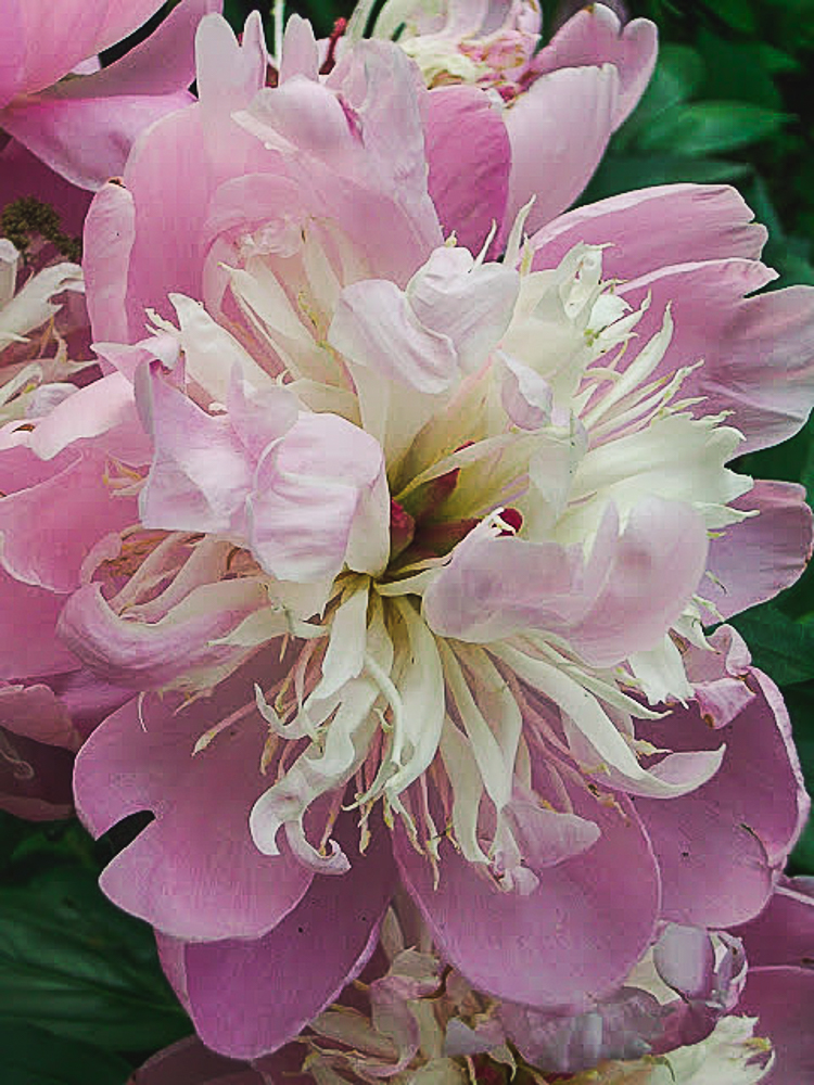 deep pink Peony with white center