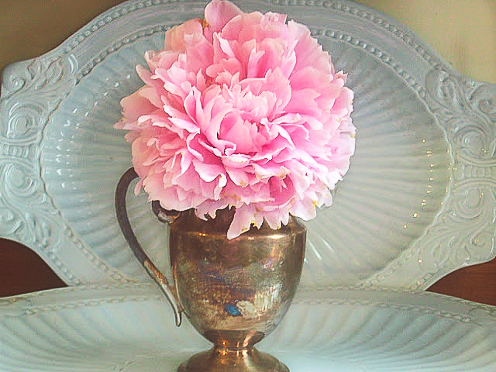 pink Peony in silver pitcher