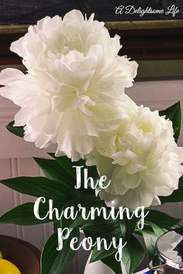 The Charming Peony – My Favorite Spring Flower